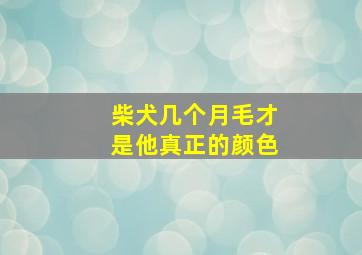 柴犬几个月毛才是他真正的颜色