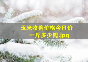 玉米收购价格今日价一斤多少钱